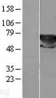 NBL1-16940 - Transketolase Lysate