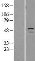 NBL1-17275 - Trim11 Lysate