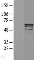 NBL1-17282 - Trim22 Lysate