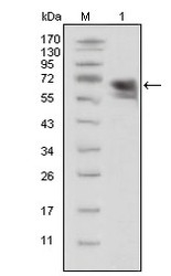 NBP1-47436 - TrkA