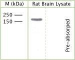 NBP1-03516 - TrkB