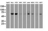 NBP1-47898 - TrkB