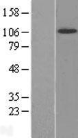 NBL1-13837 - TrkB Lysate