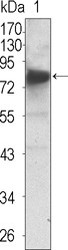 NBP1-47539 - TrkC