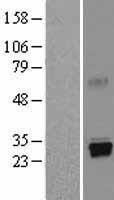 NBL1-14841 - Trypsin Lysate