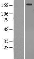 NBL1-17453 - Tubby like protein 4 Lysate