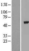 NBL1-17434 - Tubulin alpha-8 Lysate