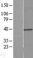NBL1-17450 - Tuftelin 1 Lysate