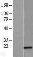 NBL1-17460 - Twist2 Lysate