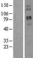 NBL1-17211 - Two pore calcium channel protein 2 Lysate