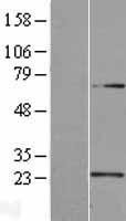 NBL1-17492 - U2AF1L4 Lysate
