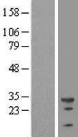 NBL1-17490 - U2AF35 Lysate
