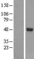 NBL1-07917 - UAP56 Lysate