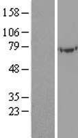 NBL1-17506 - UBASH3A Lysate