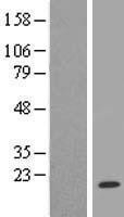 NBL1-17512 - UBE2A Lysate