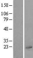 NBL1-17554 - UBL4A Lysate