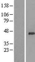 NBL1-17557 - UBL7 Lysate