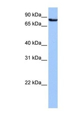 NBP1-54981 - Ubiquilin-3 (UBQLN3)