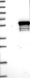 NBP1-82737 - Ubiquilin-like protein