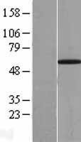 NBL1-17571 - UBXD2 Lysate