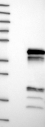 NBP1-83561 - UBXN10 / UBXD3