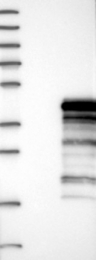 NBP1-83562 - UBXN10 / UBXD3