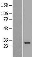 NBL1-17573 - UBXN2A Lysate