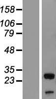 NBL1-17574 - UBXN8 Lysate