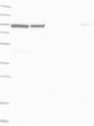 NBP1-90692 - KIAA0776 / UFL1
