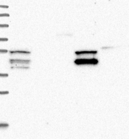 NBP1-81486 - UHRF1BP1L