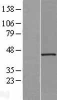 NBL1-17578 - UIP1 Lysate