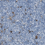 NBP1-84426 - UNC45B