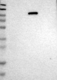 NBP1-84426 - UNC45B