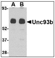 NBP1-50279 - UNC93B1