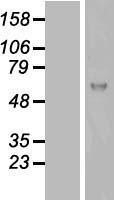 NBL1-12253 - UPF0630 Lysate