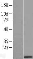 NBL1-17584 - UQCR10 Lysate