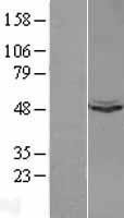 NBL1-17629 - UQCRC1 Lysate