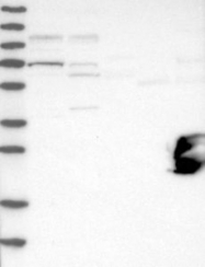 NBP1-87984 - URG4