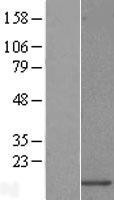 NBL1-17633 - URM1 Lysate