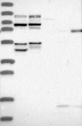 NBP1-85950 - USP1