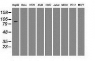NBP1-48047 - USP13