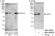 NBP1-46203 - USP13
