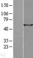 NBL1-17646 - USP14 Lysate
