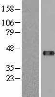 NBL1-17648 - USP18 Lysate