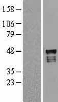 NBL1-17650 - USP2 Lysate