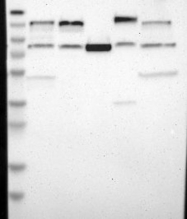 NBP1-82904 - USP28