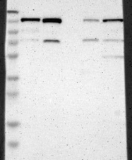 NBP1-82905 - USP28