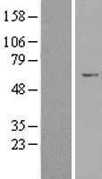 NBL1-17656 - USP30 Lysate
