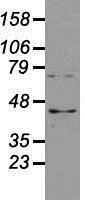 NBP1-48049 - USP38