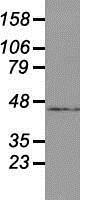 NBP1-48049 - USP38